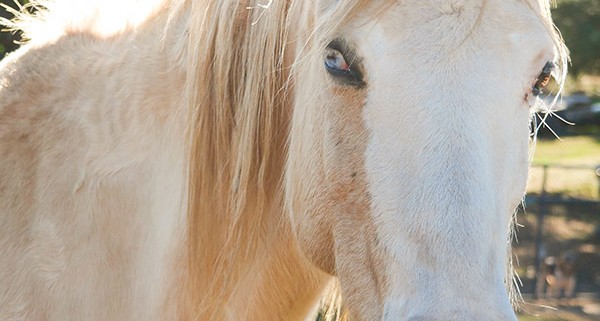 Touching a horse Calm Down